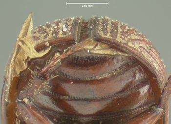 Media type: image;   Entomology 8100 Aspect: pygidium